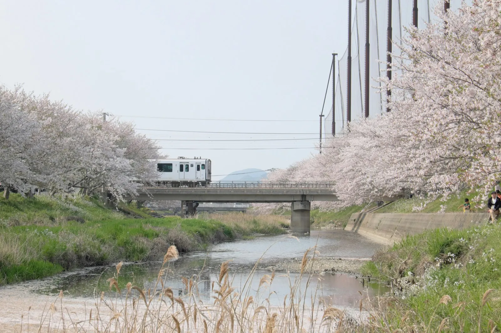 Local train among cherry blossoms by a river in Fukuoka in spring