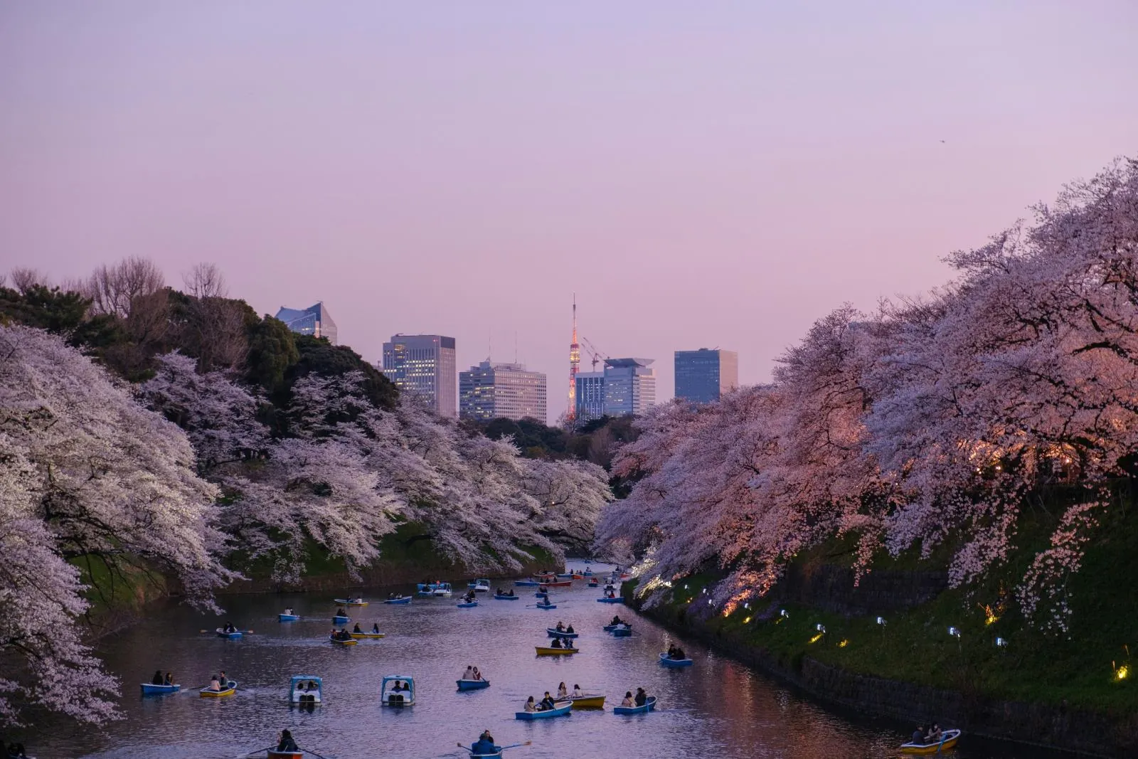 Tokyo at night — how much it costs to travel to Japan