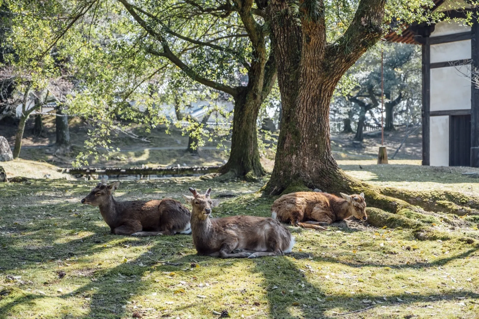 Sacred deer walking in front of the Tōdai-ji temple in Nara