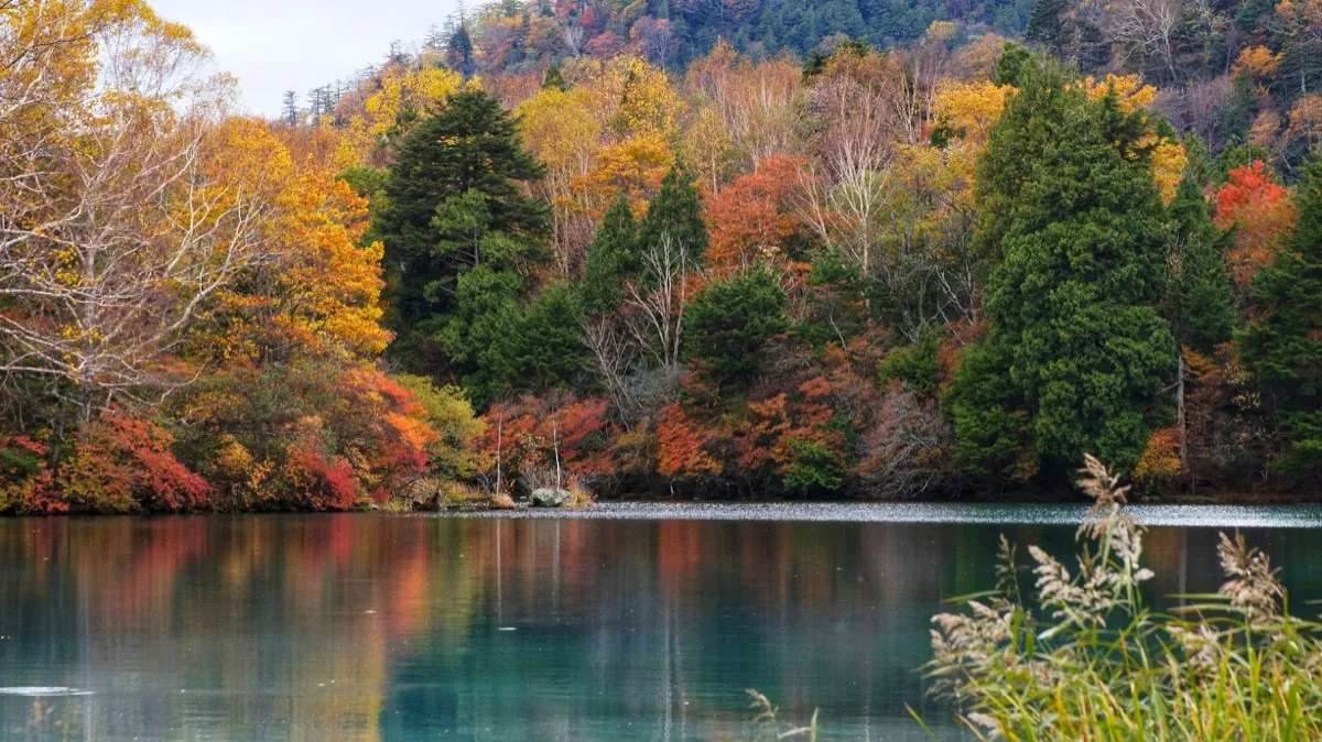Lake surrounded by forest with autumn colours in Nikko